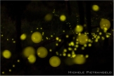 fireflies 2